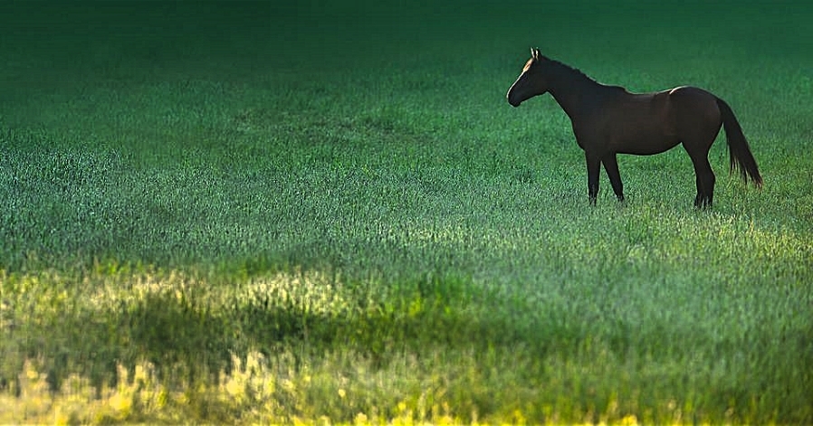 Trump out to Pasture